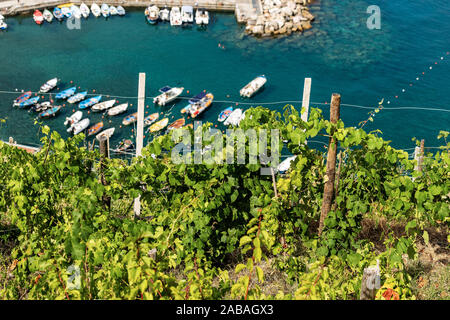 Les champs en terrasses avec des vignes vertes en été avec vue sur la mer. Vernazza village, Cinque Terre, site du patrimoine de l'UNESCO, La Spezia, ligurie, italie Banque D'Images
