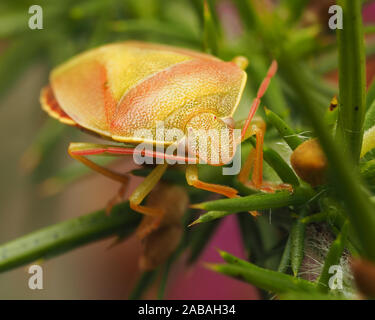 Fraîchement émergées ajoncs fraîchement émergés (Shieldbug Piezodorus lituratus) reposant sur l'ajonc bush. Tipperary, Irlande Banque D'Images