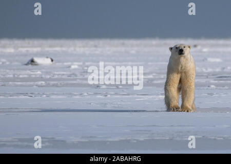 L'ours polaire (Ursus maritimus) sur la baie d'Hudson, au Manitoba comme la glace gèle Banque D'Images