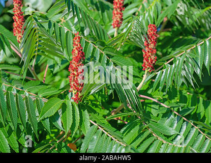 Arbre généalogique de vinaigre, Rhus typhina, en été avec des fleurs Banque D'Images