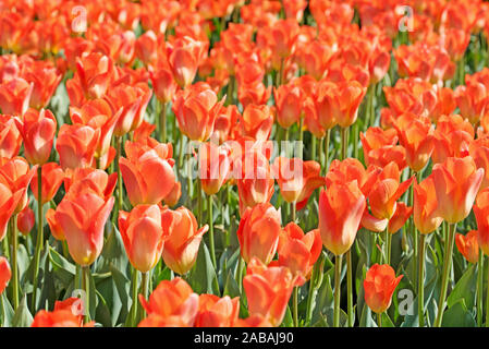 De nombreuses tulipes orange, tulipa, au printemps Banque D'Images