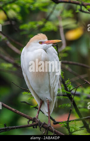 Kuhreiher (Bubulcus ibis) Banque D'Images