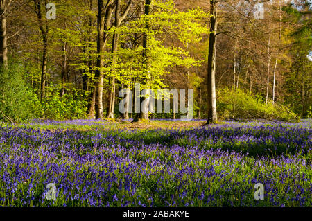 Un tapis d'English bluebells (Hyacinthoides non-scripta) floraison sous les hêtres (Fagus sylvatica) dans la nouvelle feuille, à bois, Micheldever Hampshi Banque D'Images