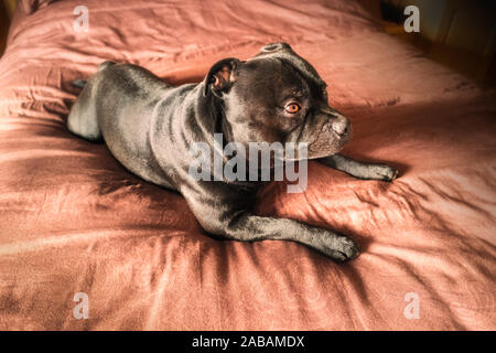 Portrait d'un Staffordshire Bull Terrier chien couché sur un lit, dans une chambre éclairée par la lumière du soleil du matin d'une grande fenêtre. Banque D'Images