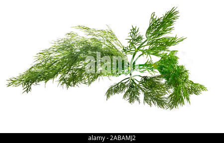 Dill Herb Banque D'Images