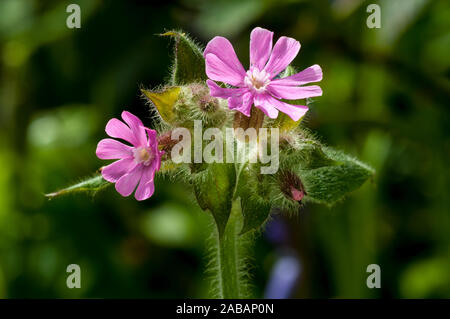 Red (Silene dioica), close-up des fleurs de Hackfall Woods sur la bordure orientale de la Nidderdale Zone de Beauté Naturelle Exceptionnelle dans la région de Ni Banque D'Images