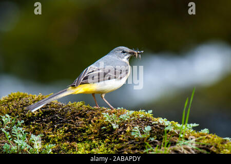 Bergeronnette des ruisseaux (Motacilla cinerea), des profils de la nourriture pour nourrir les jeunes sur la Rivière Ure dans Hackfall Woods sur la bordure orientale de la zone de Nidderdale Banque D'Images