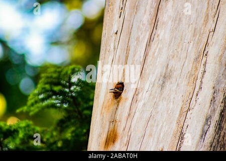 Bébé affamé tête pics sortant de cavités d'arbres Banque D'Images