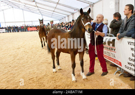 Llanelwedd, Powys, au Royaume-Uni. 26 Nov, 2019. L'événements auront lieu le deuxième jour de la Royal Welsh Winter Fair de Powys, au Royaume-Uni. Credit : Graham M. Lawrence/Alamy Live News Banque D'Images