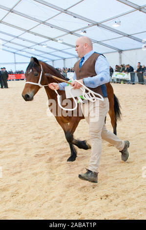 Llanelwedd, Powys, au Royaume-Uni. 26 Nov, 2019. L'événements auront lieu le deuxième jour de la Royal Welsh Winter Fair de Powys, au Royaume-Uni. Credit : Graham M. Lawrence/Alamy Live News Banque D'Images