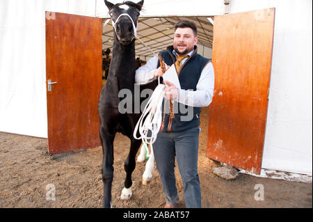 Llanelwedd, Powys, au Royaume-Uni. 26 Nov, 2019. L'événements auront lieu le deuxième jour de la Royal Welsh Winter Fair de Powys, au Royaume-Uni. Credit : Graham M. Lawrence/Alamy Live News Banque D'Images