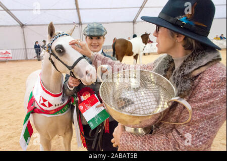 Llanelwedd, Powys, au Royaume-Uni. 26 Nov, 2019. La première place dans le Royal Welsh championnat suprême. (Plus de détails au bureau de presse RWAS - numéro de catalogue - 876) Chevaux événements auront lieu le deuxième jour de la Royal Welsh Winter Fair de Powys, au Royaume-Uni. Credit : Graham M. Lawrence/Alamy Live News Banque D'Images