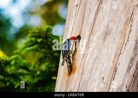 Bulbul Williamson (Sphyrapicus varius). Une femelle Pic maculé parcourt le tronc d'un bouleau en quête d'insectes piégés dans Banque D'Images