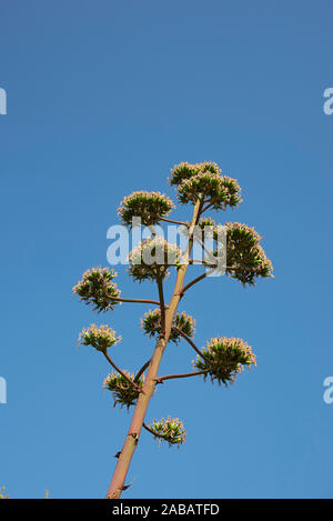 Agave americana en fleur Banque D'Images