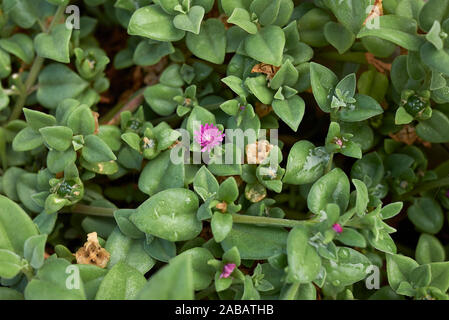 Fleurs violet rose, bourgeon cordifolia Banque D'Images