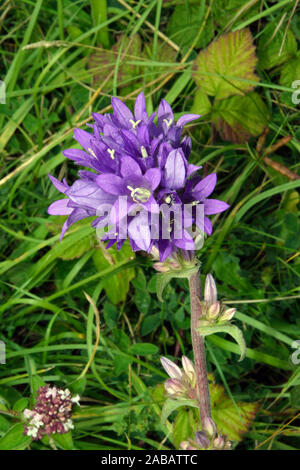 Bellflower Campanula glomerata (en cluster) est trouvé dans des forêts ou des prairies sèches dans les zones tempérées du nord de l'Eurasie. Banque D'Images