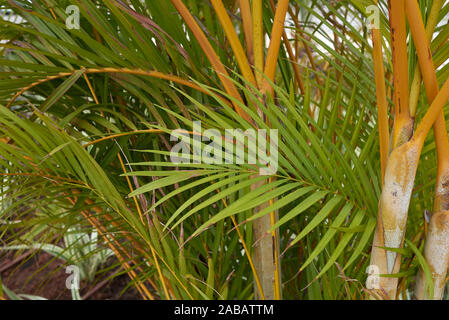 Feuilles close up de Dypsis lutescens, plante tropicale Banque D'Images