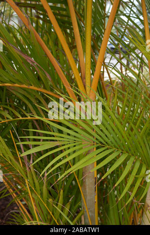 Feuilles close up de Dypsis lutescens, plante tropicale Banque D'Images