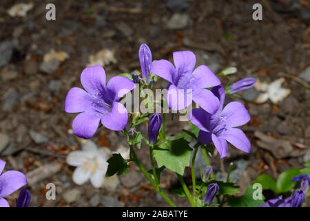 Campanula portenschlagiana (campanule dalmates) est originaire de la montagne dalmate de la Croatie où elle pousse sur les falaises. Banque D'Images