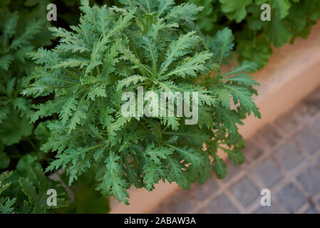 Euryops pectinatus feuilles fraîches et de fleurs Banque D'Images