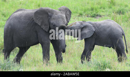 Un jeune éléphant d'Afrique (Loxodonta africana), encourage un jeune parent à jouer. Parc national de Serengeti, Tanzanie. Banque D'Images