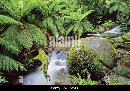 Yarra-Ranges National Park, États-Unis Banque D'Images