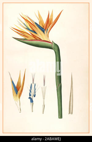 STRELITZIA 1800 Lithographie Vintage Oiseau du Paradis - Strelitzia reginae - circa 1812 -Botanique Fleur - oiseau , illustration couleur. 19ème siècle Illustration botanique Banque D'Images