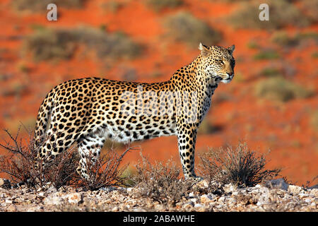 Auf Nahrungssuche, Leopard (Panthera leo) Banque D'Images