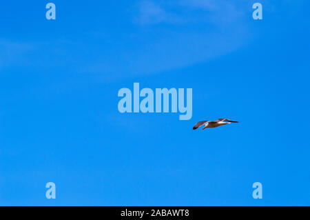 Portrait d'une mouette voler au-dessus de la plage de Las Americas. Le 11 avril 2019. Santa Cruz de Tenerife Espagne Afrique. Tourisme Voyage de Photographie de rue. Banque D'Images