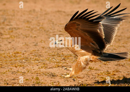 Raubadler / aigle atterrissage Banque D'Images