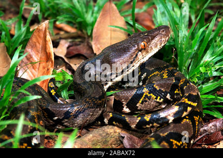 Netzpython - Schlangen Banque D'Images