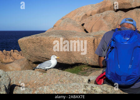 European Herring Gull (Larus argentatus) d'attente pour l'alimentation de l'assis sur la roche le long de la côte, Côtes-d'Armor, Bretagne, France Banque D'Images