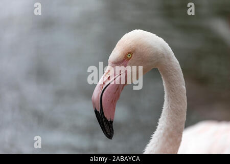 Flamant des Caraïbes ; Phoenicopterus ruber ; Captive ; UK Banque D'Images