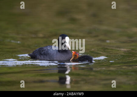 Coot Fulica atra ; Jeunes ; alimentation ; UK Banque D'Images