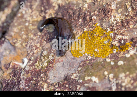 Cornish Sucker Fish ; Lepadogaster purpurea ; garder les Œufs ; UK Banque D'Images
