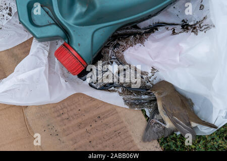Oiseau mort sur le fond de la corbeille faite de plastique blanc, carton, liquide sombre et une cartouche en plastique avec un couvercle rouge. L'écologie. Banque D'Images