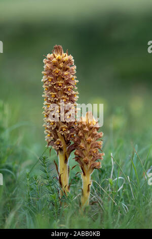 L'Orobanche Orobanche rapum plus ;-genistae ; Fleur ; UK Banque D'Images