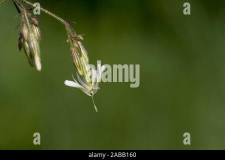 Silene nutans silène à Nottingham ; floraison ; Hongrie ; Banque D'Images