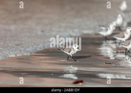 Bécasseau sanderling Calidris alba ; Royaume-Uni ; Banque D'Images