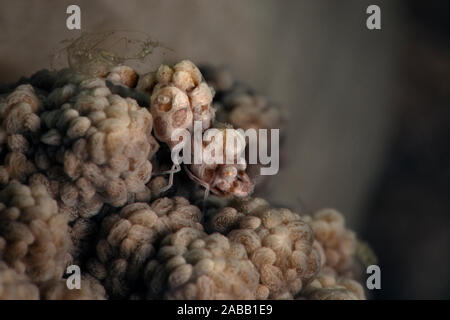 Corail mou à bosse (crevette Hippolyte sp.). À partir de la macro photographie sous-marine, notamment aux Philippines Banque D'Images