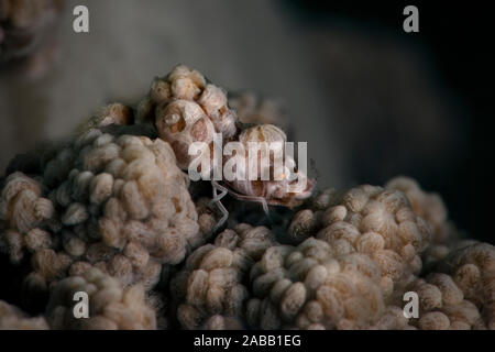 Corail mou à bosse (crevette Hippolyte sp.). À partir de la macro photographie sous-marine, notamment aux Philippines Banque D'Images