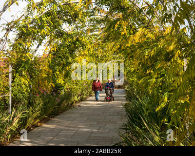 Dame âgée sur scooter électrique de mobilité motorisée, avec jeunes adultes dame de compagnie, dans des jardins paysagers de marcher et voyager à travers un passage de glycine floral officiel en automne Sunshine Banque D'Images