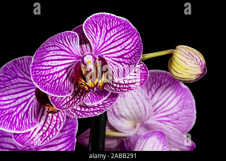 Belle orchidée fleur pourpre impériale (orchidée, Orchis mascula) closeup macro sur fond noir Banque D'Images