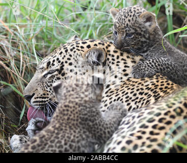Une femelle léopard (Panthera pardus) nettoie soigneusement entre les orteils avec sa langue tandis que ses jeunes Louveteaux, les yeux toujours bleu, escalader son out Banque D'Images