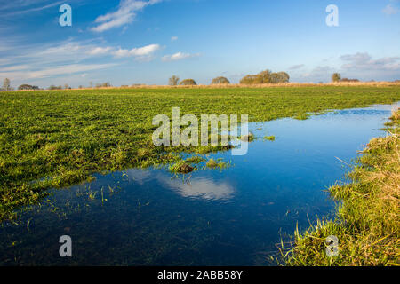 L'eau après la pluie sur le champ vert, horizon et ciel bleu, printemps afficher Banque D'Images