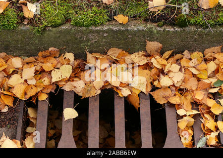 Les feuilles d'automne jaune d'eau système de canaux bloqués Banque D'Images