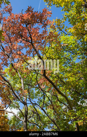 Voir ci-dessous de couleur de l'automne les feuilles des arbres contre un ciel bleu clair, foncé et les branches d'arbres Banque D'Images