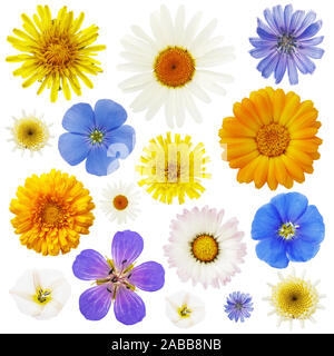 Grande collection de fleurs sauvages isolé sur un fond blanc. Les plantes sont utilisées dans les divers médicaments Banque D'Images