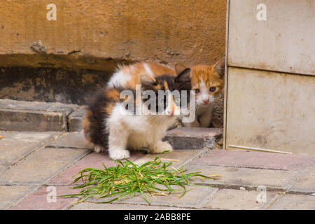 Deux des nombreux chatons Istanbuls street dans le quartier de Balat Banque D'Images