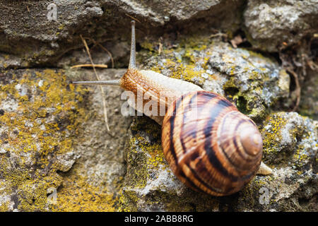 Un escargot ramper sur des pierres. Clam close up Banque D'Images